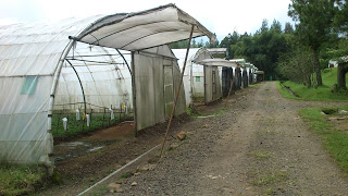 Cara Mudah Membuat Greenhouse (Rumah Hijau)  Pabrik dan 