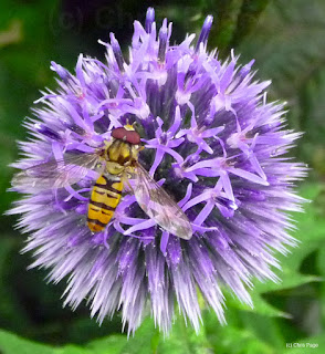 hoverfly