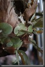 _MG_0290