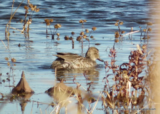Duck, 11/11/10 Great Meadows - Concord