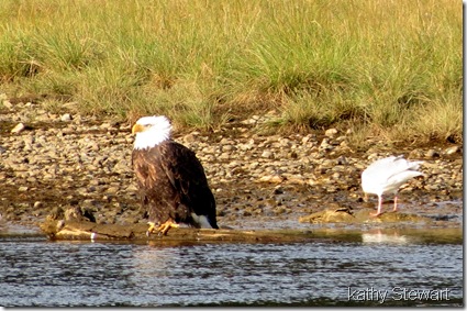 One eagle and a gull