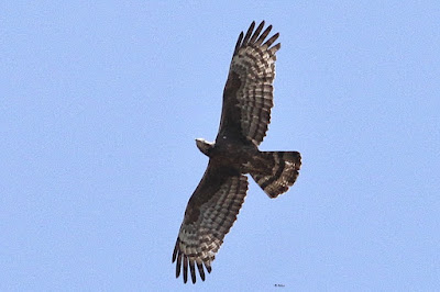 Oriental Honey-buzzard