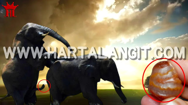 gambar mani gajah asli 2 alam
