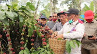 Ditengah Pandemi, Petani Kopi Batubrak Dapat Berkah 