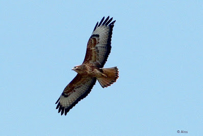 "Common Buzzard - Buteo buteo, winter visitor first for this season in flight."