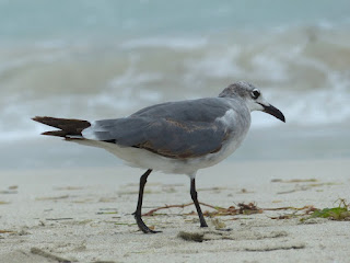 Leucophaeus atricilla - Mouette atricille