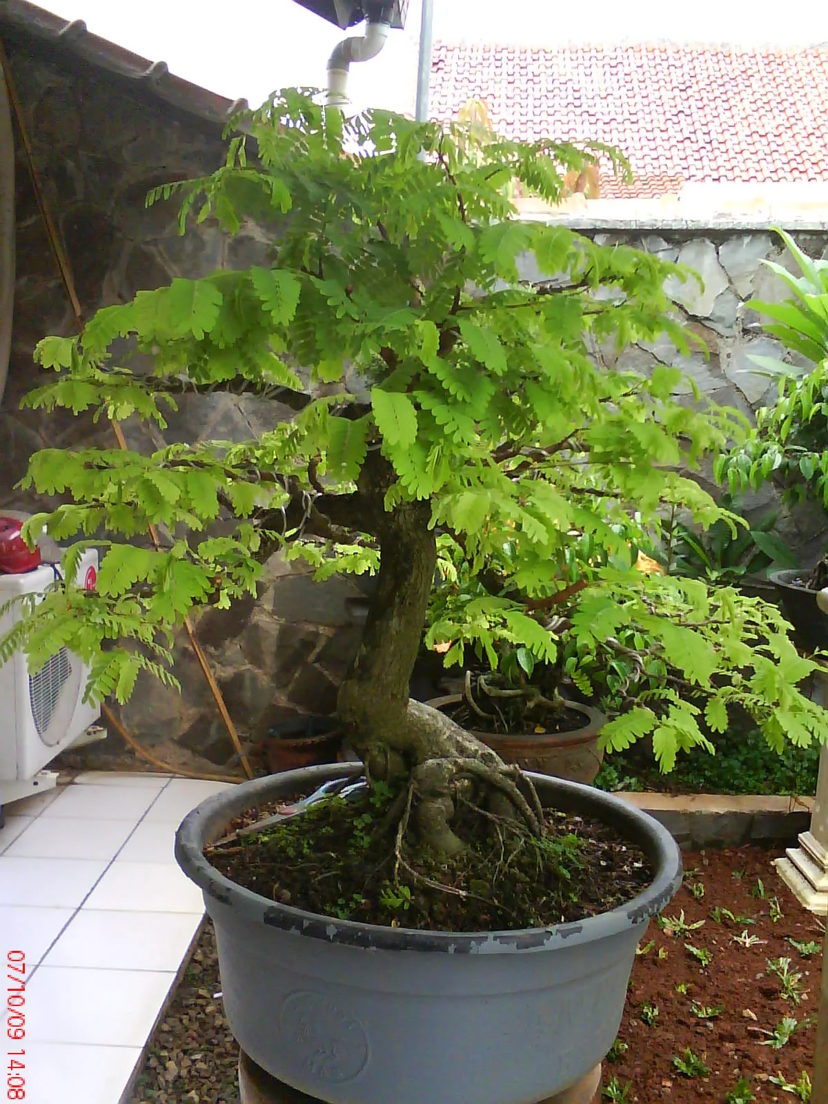 Bonsai-jegeg: Dijual Asem Jawa(Bonsai Jegeg Nursery)