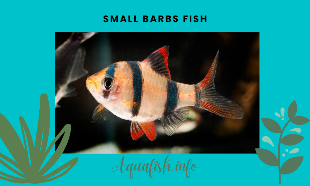 Small Barbs Fish