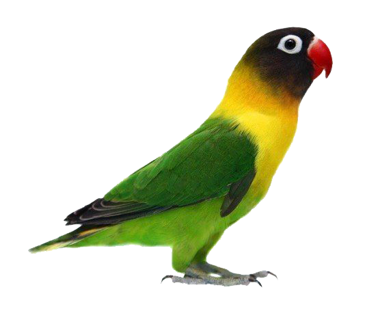  Gambar PNG Gambar Burung Love Bird 