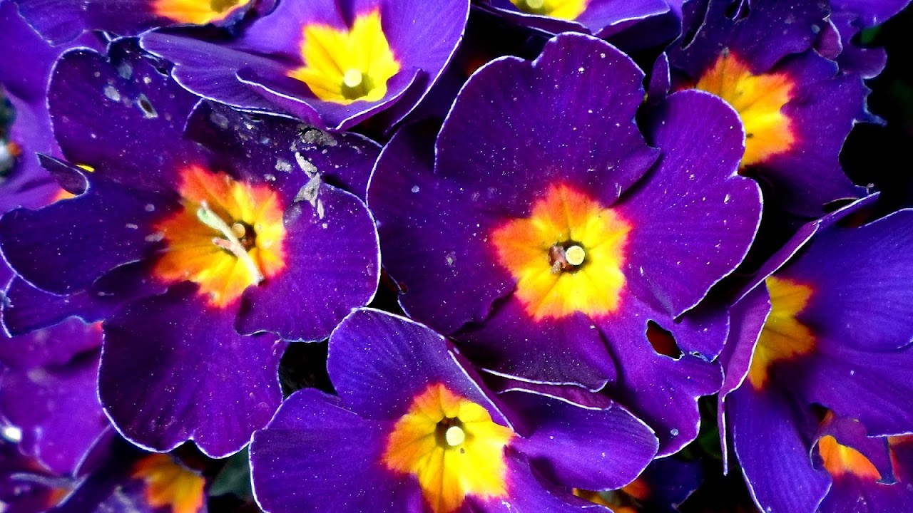 Purple And Gold Flowers