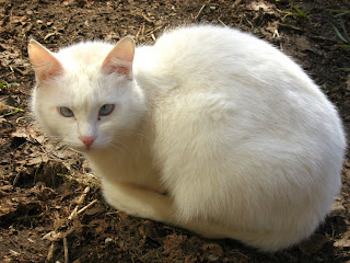 Cross-Eyed White Kitty