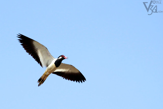 Red-wattled Lapwing in flight