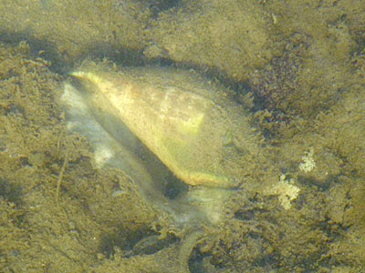 Dead Juvenile Spider Conch (Lambis lambis)