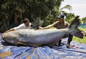 THAILAND MEKONG GIANT CATFISH