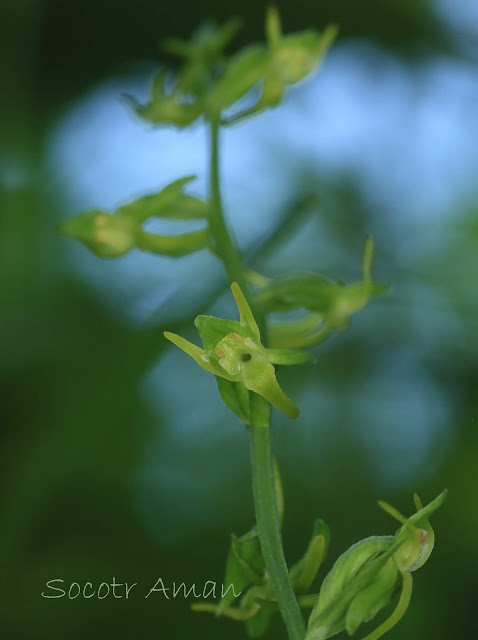 Platanthera mandarinorum