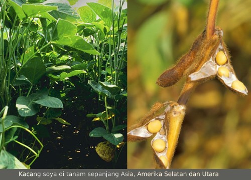 Cara Membuat Air Soya Yang Sedap