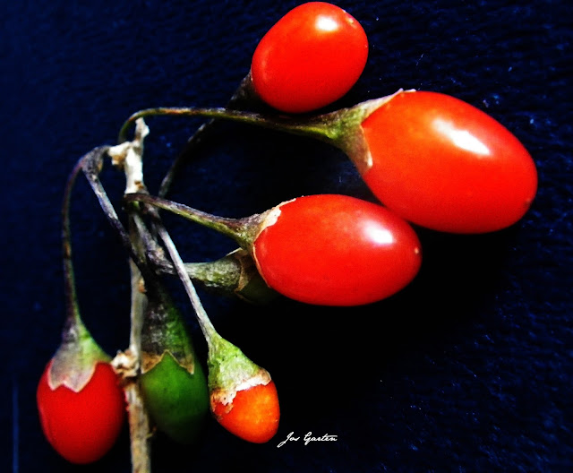 Jos Garten;Früchte;Gojibeeren;