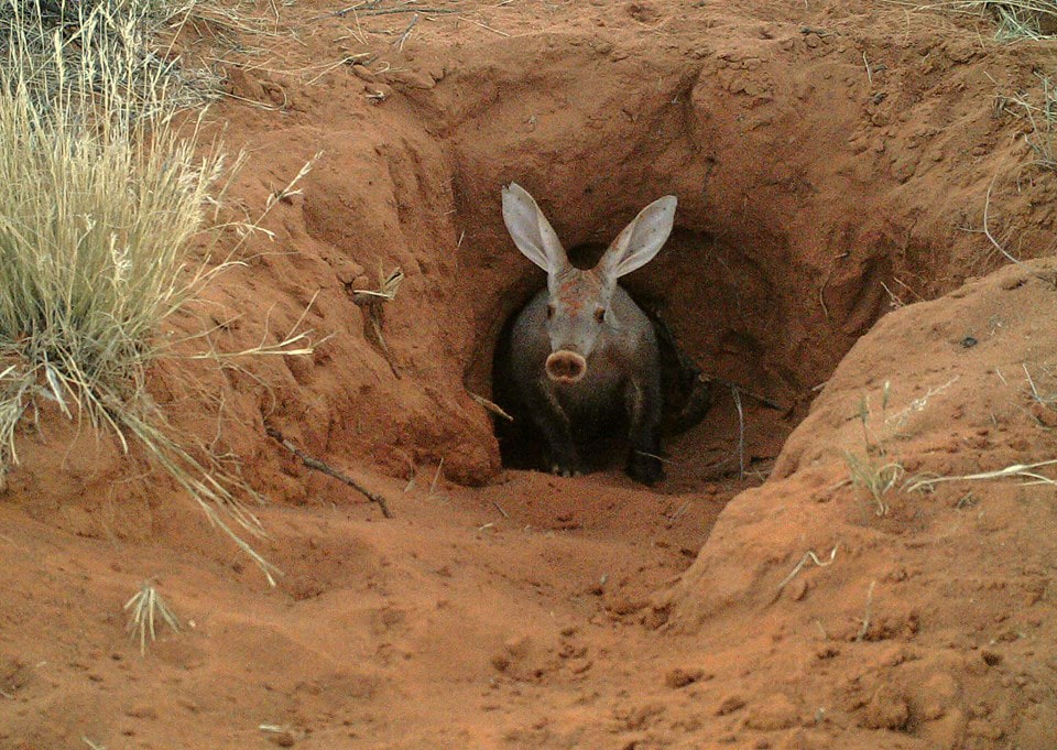 About Aardvark, Animals That Have Pig Noses And Rabbit Ears