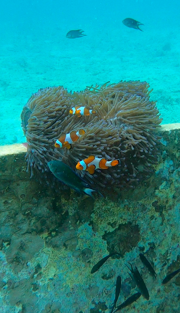 Nemo at Tanjung Putus Island, Lampung, Indonesia