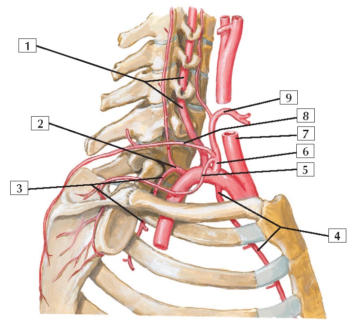 Subclavian Artery Anatomy
