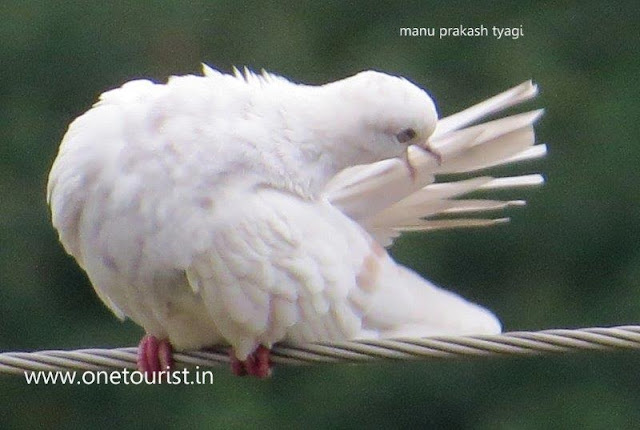 Birds  watching in himachal 