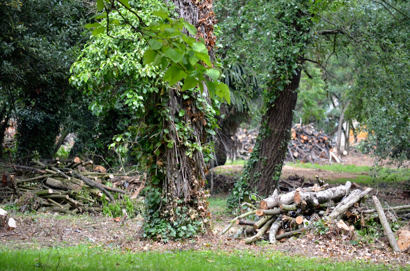 Talas realizadas en la finca Munoa