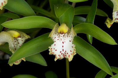 Grow and care Cymbidium orchid - Boat orchid