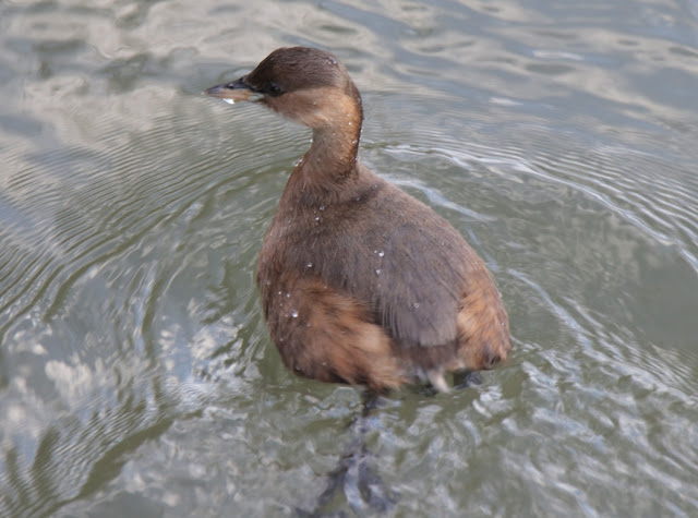 Zampullín común (Tachybaptus ruficollis)