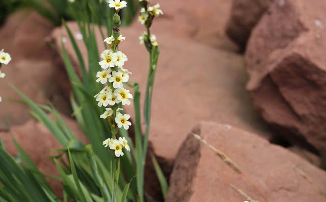 Sisyrinchium Striatum Flowers Pictures