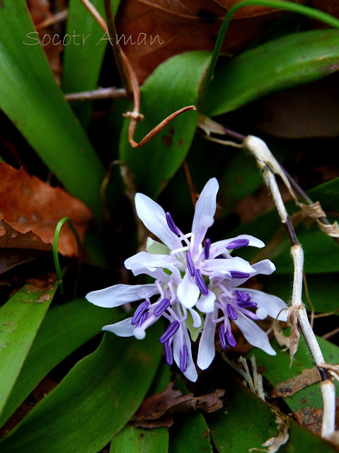 Heloniopsis orientalis