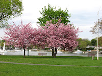 Park with cherry trees