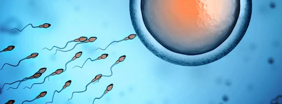 NATURAL TREATMENT FOR LOW SPERM COUNT