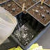 When to and How to Bottom Water Your Vegetable Plants/Seedlings/Seeds in Your Seed Starting Trays