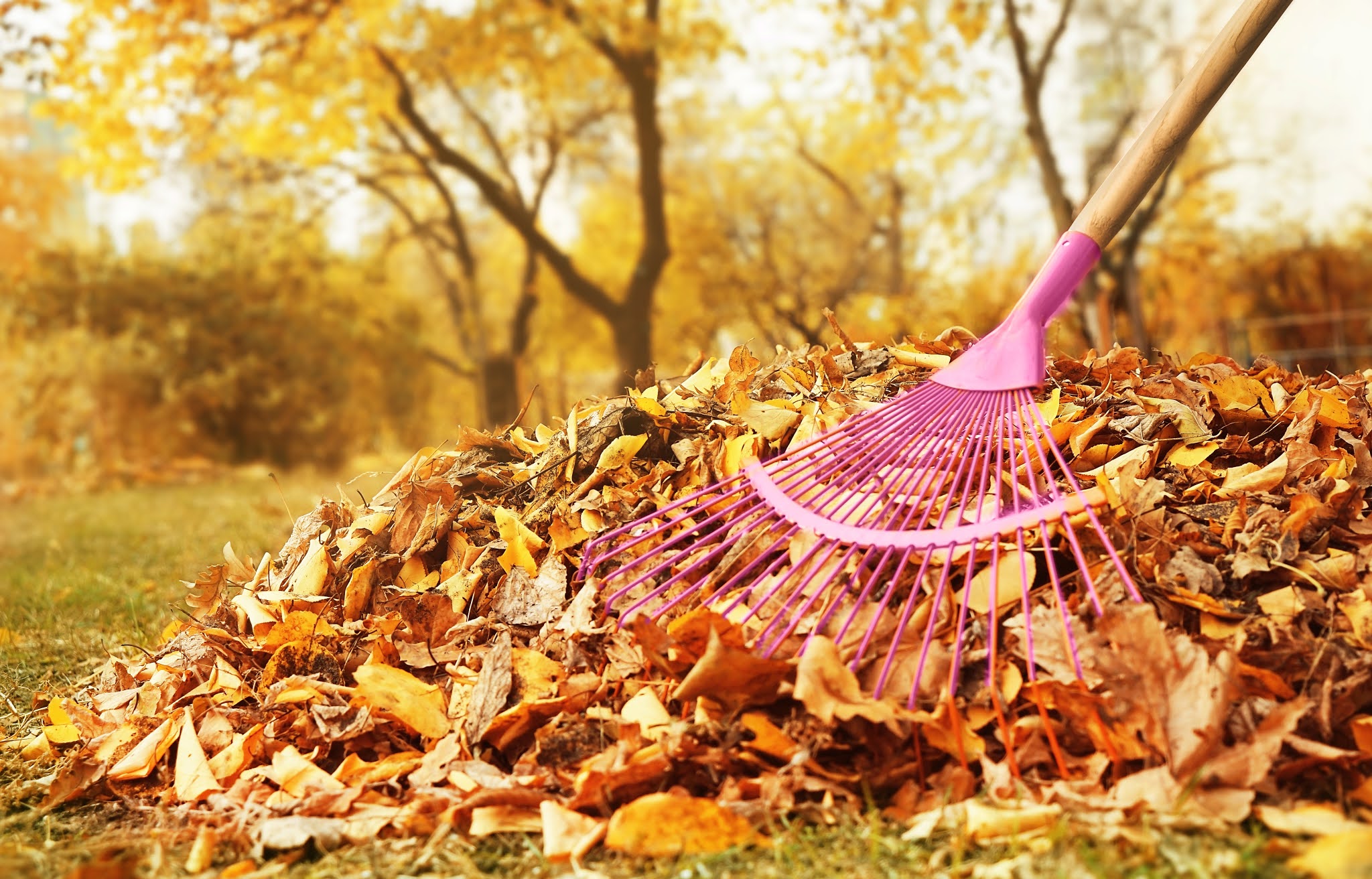 Fall leaves for garden