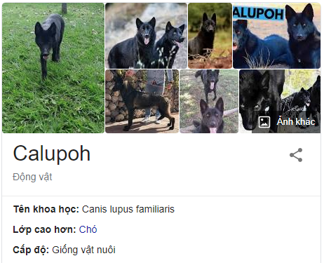 Calupoh