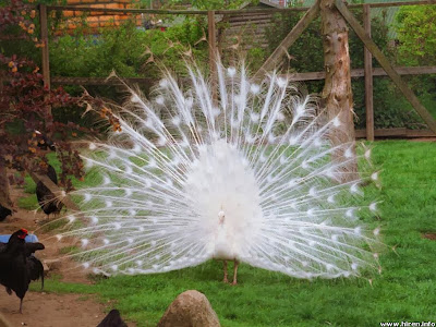 White peacock wallpaper 