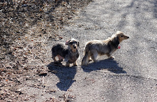 Small dogs in Corktown Commons.