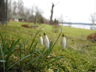 Snödroppar