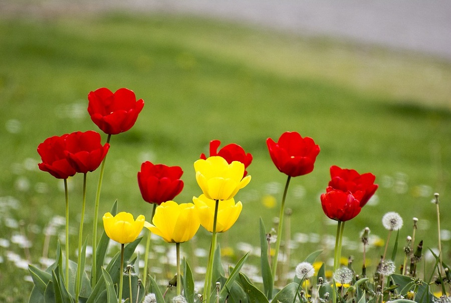 26 Gambar  Bunga  Tulip Yang Indah  Sekali yang Lagi Viral 