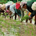 Slow pace of paddy planting, only eight lakh hectares were cultivated in 36 lakhs !