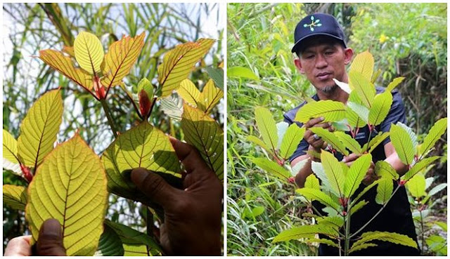 5 Fakta Kratom Daun Asal Kalimantan yang Dianggap 