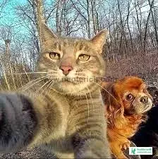 Cat Pic Selfie - Cat Pics Download 2023 - biraler pic - NeotericIT.com - Image no 9