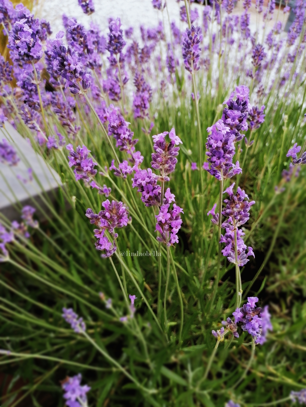 The Magical Benefits of Using Lavender.