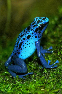 Poison Dart Frog