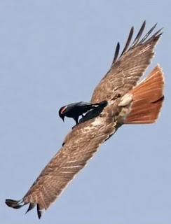 lazy bird spreading wings and soaring in the sky daytime