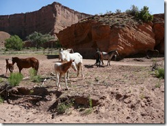 2012_06_18 65 AZ Jeep Tour - Horses