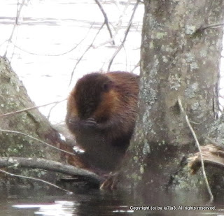 Beaver