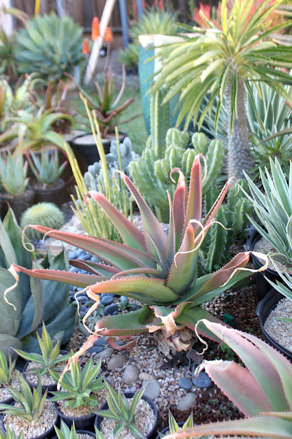 Aloe vaombe almost recovered from pest damage