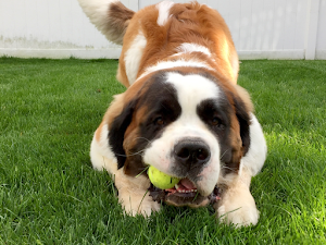 Hình ảnh loài chó Saint Bernard dễ thương