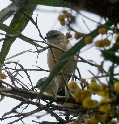 Yellow-rumped Thornbill (Acanthiza chrysorrhoa)